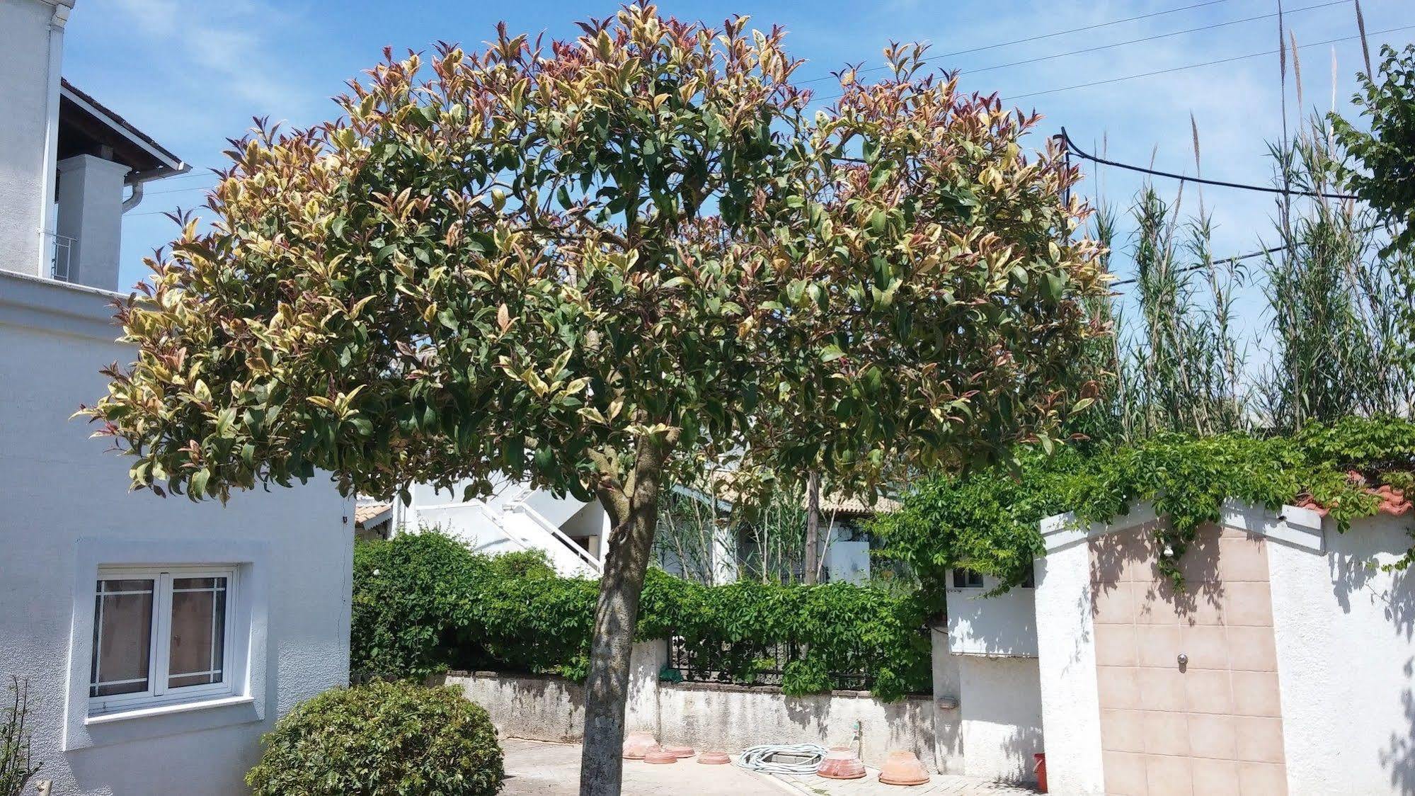 Corfu Anastasia Kontokali Exteriör bild